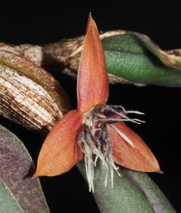Bulbophyllum spodotriche