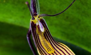 Restrepia brachypus