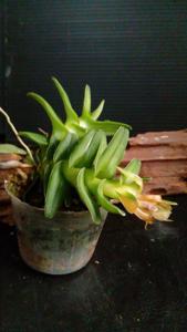 Epidendrum schlechterianum