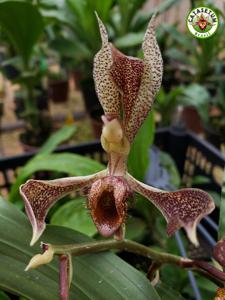 Catasetum spitzii