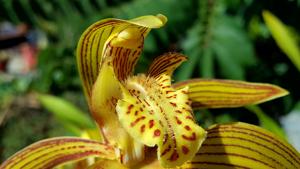 Cymbidium tracyanum