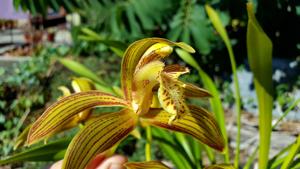 Cymbidium tracyanum