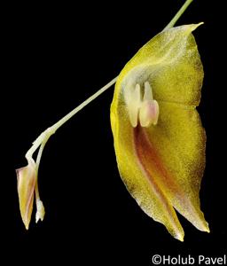 Lepanthes escobariana