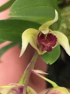 Dendrobium miserum