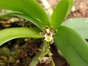 Gastrochilus platycalcaratus