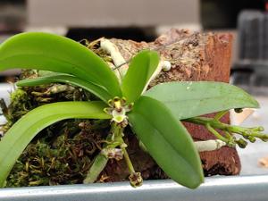 Gastrochilus platycalcaratus