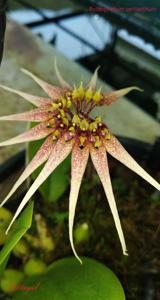 Bulbophyllum cercanthum