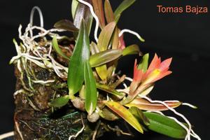 Dendrobium puniceum