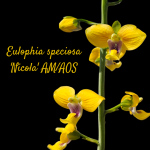 Eulophia speciosa