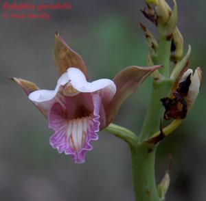 Eulophia nuda