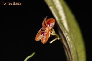 Lepanthes thalia