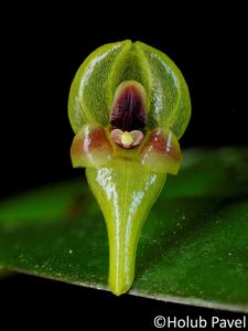 Pleurothallis scurrula