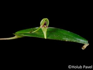 Pleurothallis scurrula