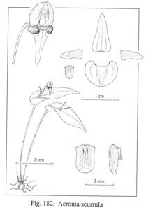 Pleurothallis scurrula