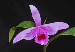 Sobralia decora