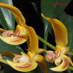 Bulbophyllum lobbii