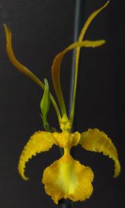 Psychopsis papilio