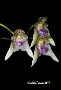 Bulbophyllum guttulatum