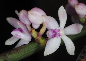 Trichoglottis rosea