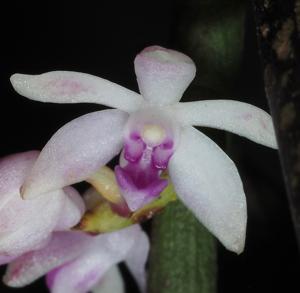 Trichoglottis rosea