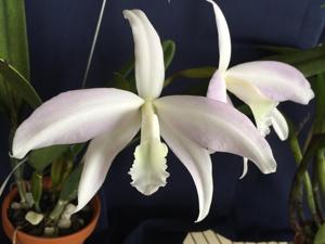 Cattleya perrinii