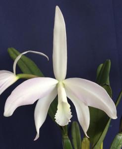 Cattleya perrinii