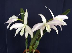 Cattleya perrinii