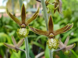 Eulophia andamanensis