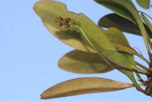 Bulbophyllum prasinoglossum