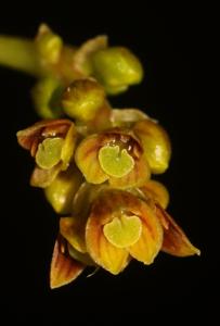 Bulbophyllum prasinoglossum