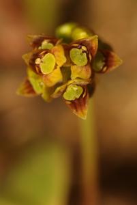 Bulbophyllum prasinoglossum