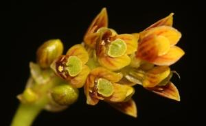 Bulbophyllum prasinoglossum