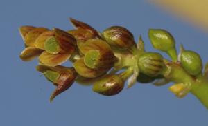 Bulbophyllum prasinoglossum