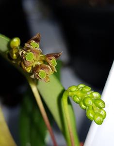 Bulbophyllum prasinoglossum