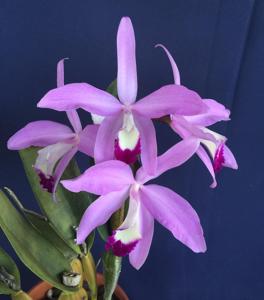 Cattleya perrinii