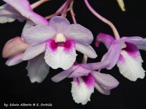 Dendrobium cumulatum