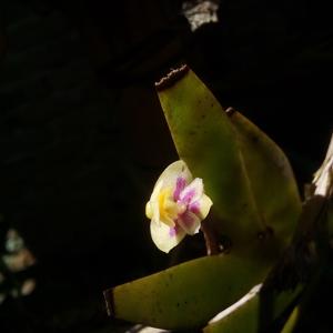 Dendrobium grande