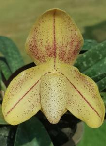 Paphiopedilum concolor