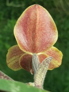 Paphiopedilum concolor