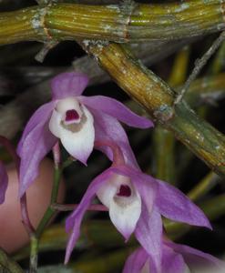 Dendrobium hercoglossum