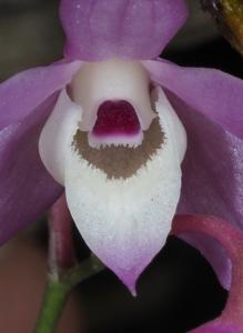 Dendrobium hercoglossum