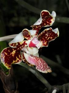 Vanda lombokensis