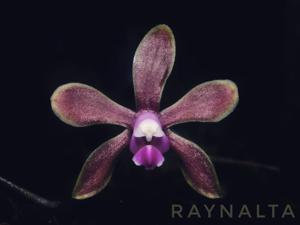 Phalaenopsis honghenensis