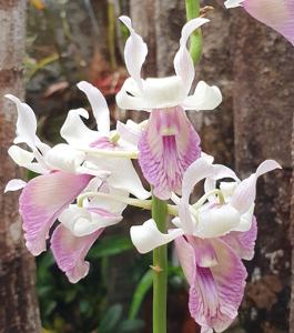 Dendrobium nindii