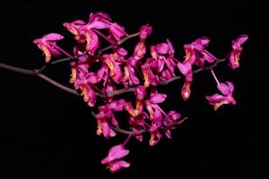 Renanthera caloptera