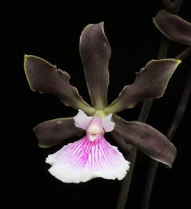 Encyclia randii