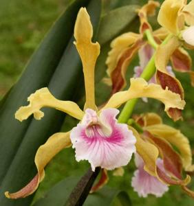 Cattleya grandis