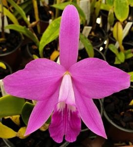 Cattleya sincorana