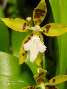 Oncidium manuelariasii