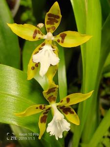 Oncidium manuelariasii